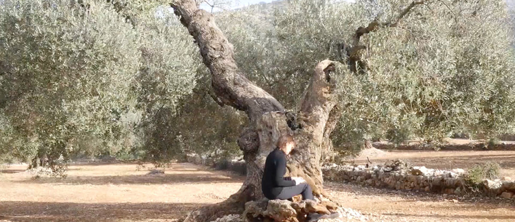 Dear Olive Tree